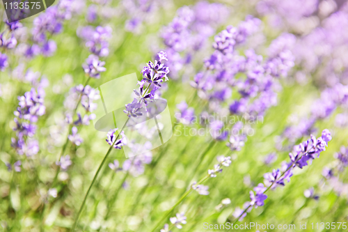 Image of Lavender blooming in a garden