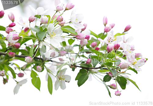 Image of Blooming apple tree branch