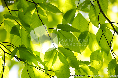 Image of Green spring leaves