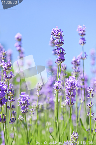 Image of Lavender blooming in a garden