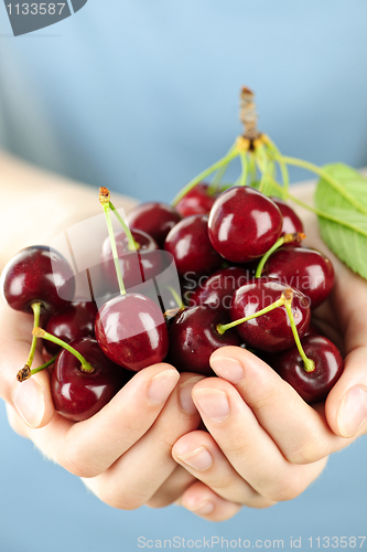 Image of Hands holding bunch of cherries