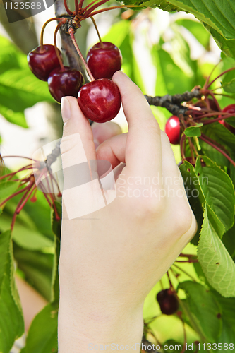 Image of Hand picking cherries