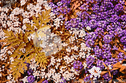 Image of White and purple rock cress flowers