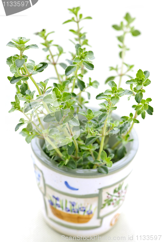 Image of Fresh thyme on white background