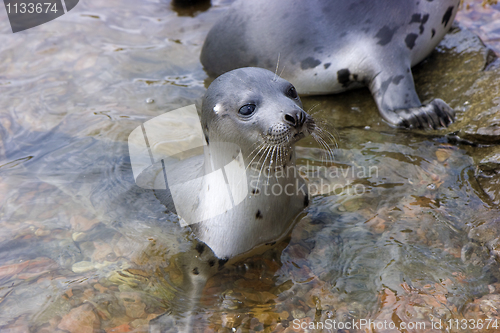 Image of seals