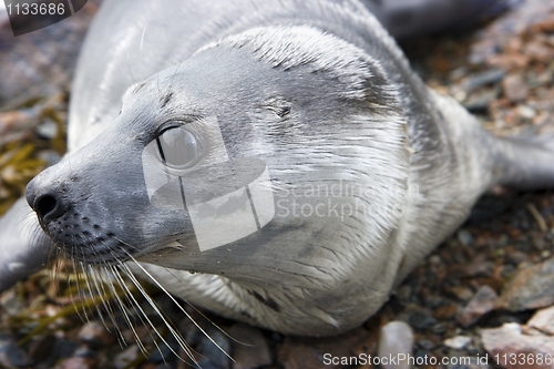 Image of seal