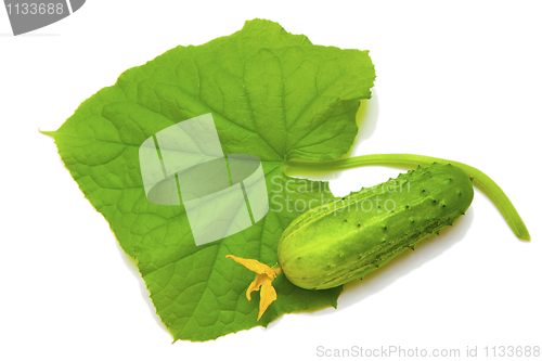 Image of cucumber with a sheet