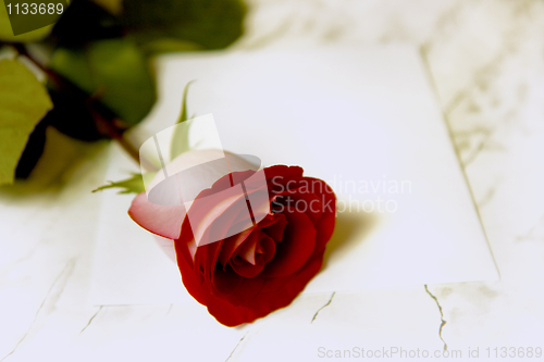 Image of rose