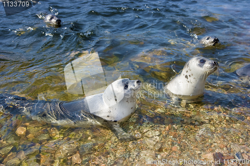 Image of fur seals in the nature