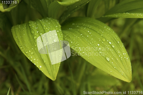 Image of garlic leaves after rain