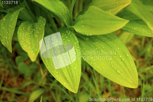 Image of garlic leaves after rain