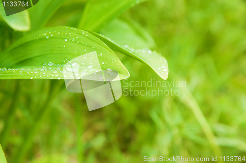 Image of summer leaves
