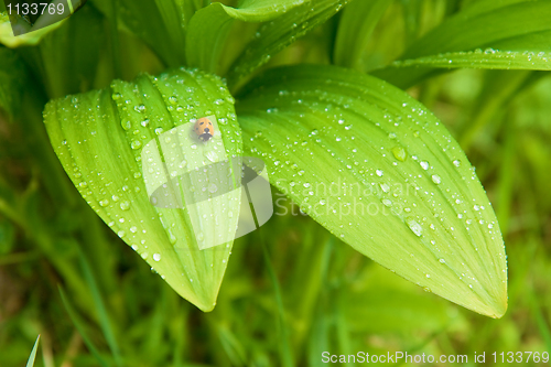 Image of leaves and a ladybird