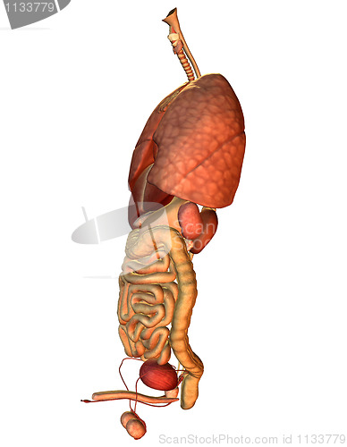 Image of Side view of the internal organs