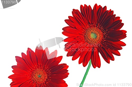 Image of Two reds gerber