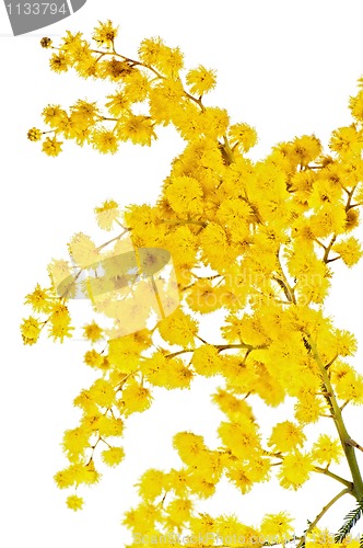 Image of Blossoming branch of a mimosa