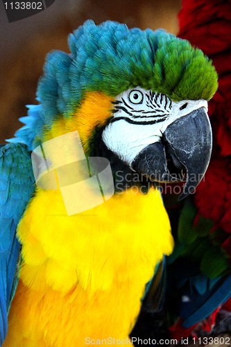 Image of head shot of a colourful parrot