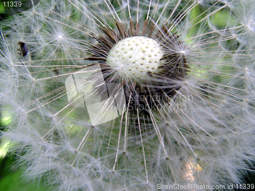 Image of Dandelion with bug