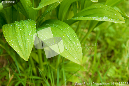 Image of leaves of wild garlic