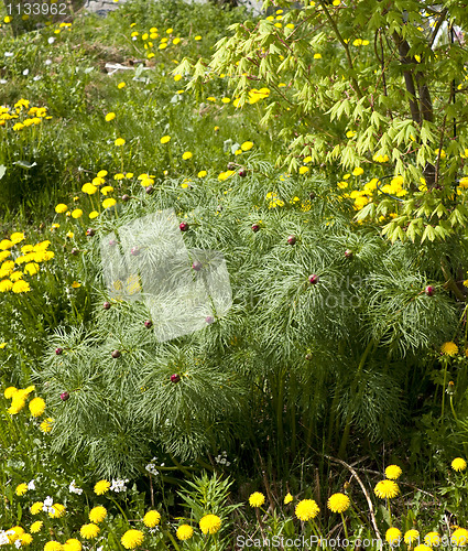 Image of Neglected garden