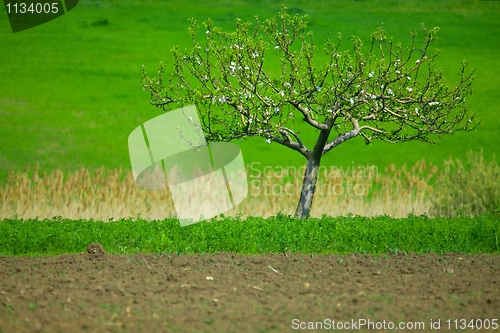 Image of Tree