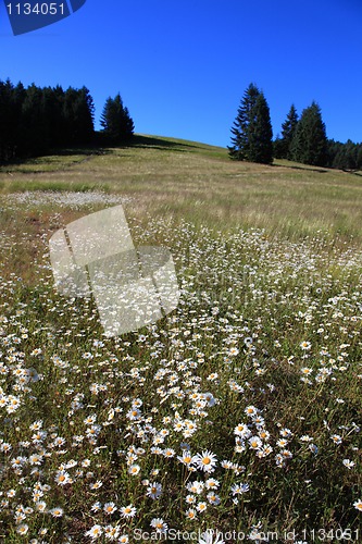 Image of Field of Daisies