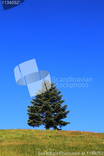 Image of Lone Tree