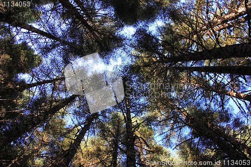 Image of Through the Treetops