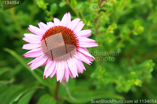 Image of Purple Coneflower