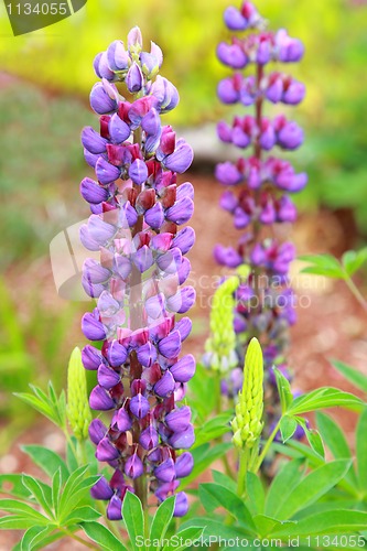 Image of Lupine