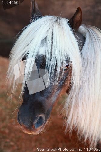 Image of Shetland Pony