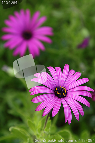Image of Purple daisy
