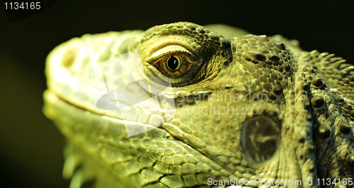 Image of bearded dragon head