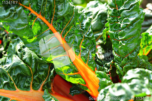 Image of fresh vegetables