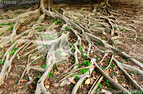 Image of tree roots