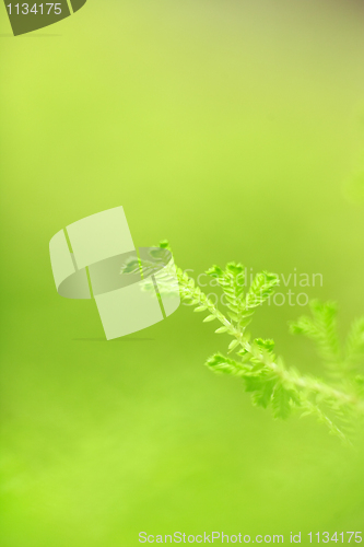 Image of Fresh green grass, selective foucs