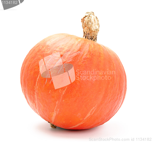 Image of pumpkin isolated on white