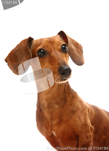 Image of dachshund