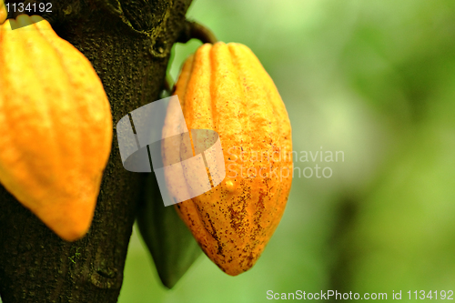 Image of Cocoa pods