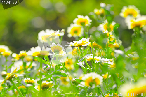 Image of white flowers in spring time