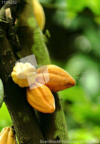 Image of Cocoa pods