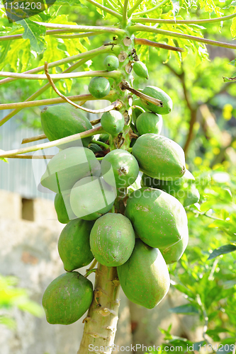 Image of papaya tree