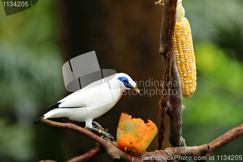 Image of Bali Starling