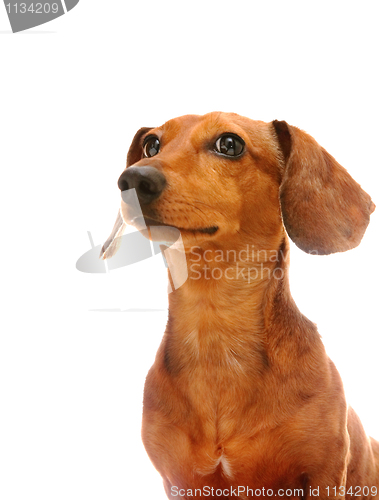 Image of dachshund