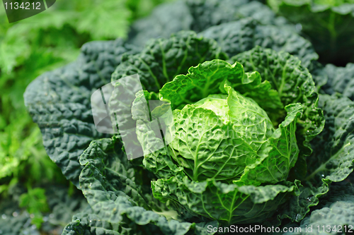 Image of vegetable in field