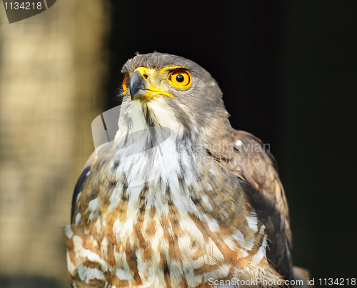 Image of Eagle portrait