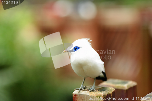 Image of Bali Starling