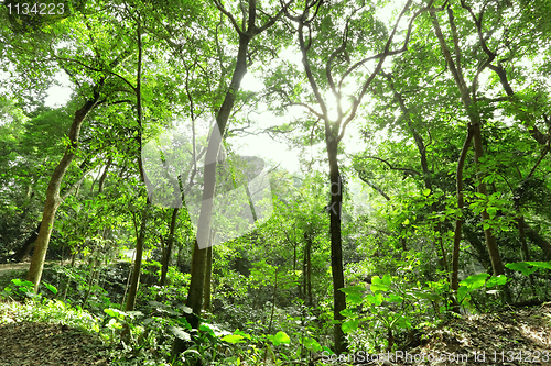 Image of forest with sun ray