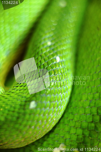 Image of green snake
