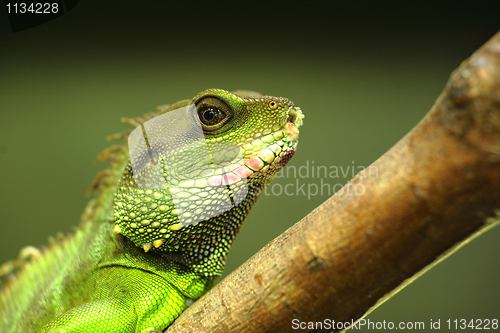 Image of green iguana on tree branch